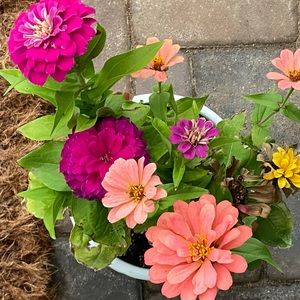 Meet your Posher, Maria